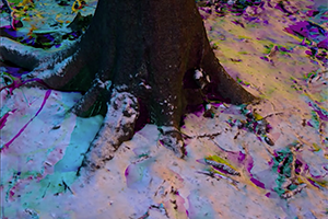 Pictures of a forest